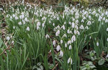 Molly's Cottage - Foto 17