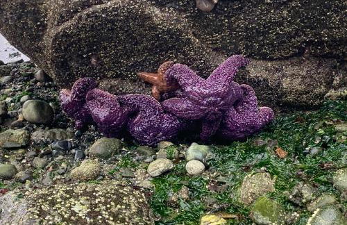 Hot Tub and Mtn Views Lummi Island Home Near Beach - Foto 31