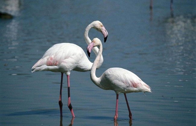 Characteristic Apartment in Codigoro With Pool - Foto 49