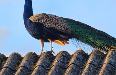 Ferienwohnungen Das Finkhaus - Foto 46