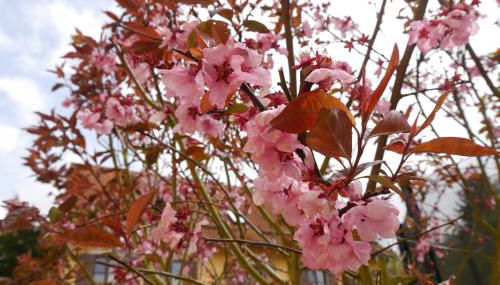 Gästehaus Seeber - Foto 4, Garden