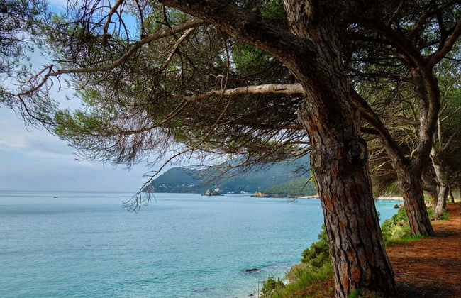 Sado Estuary Dolphin Watching - Foto 6