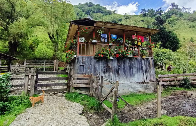Bird-Watching in the Palmas de Cera Sanctuary - Photo 7