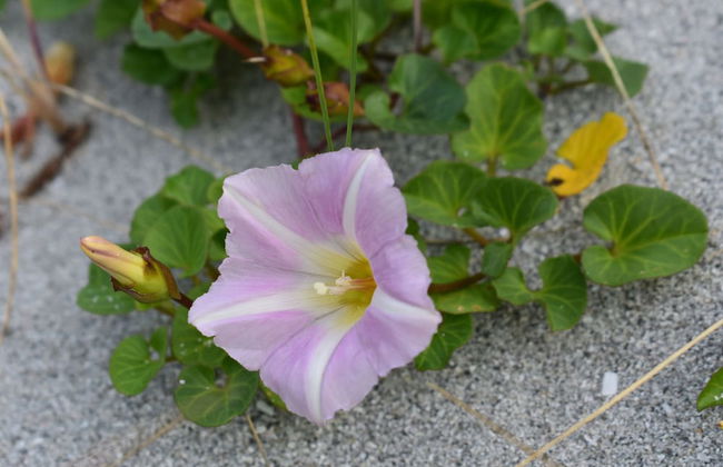 Pod Beag Beside the Sea, Isle of Eriskay - Photo 21