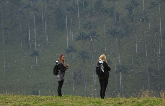 Excursion privée au sanctuaire de palmiers à cire de Tochecito - Photo 5