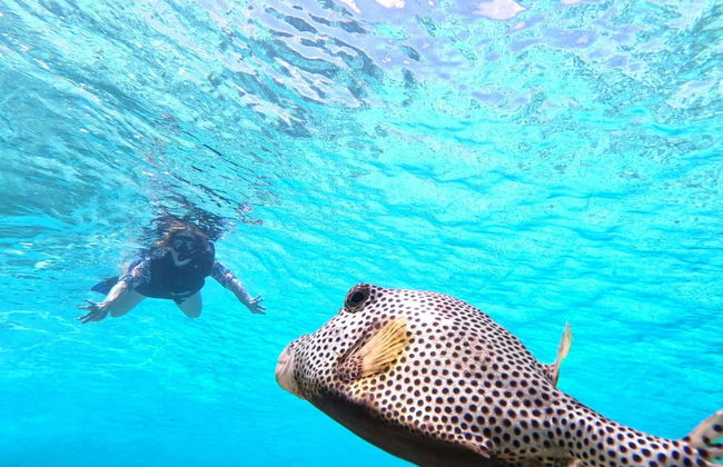 Mustang Tour in Cozumel - Photo 7