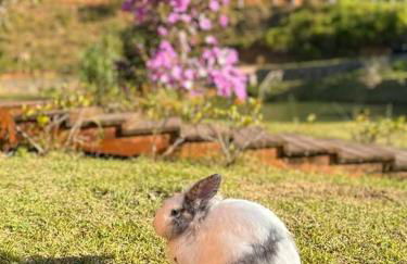 Casa de Campo - Águas Mornas SC - Photo 39