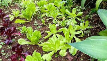 Chácara Milk & Shake - Foto 2