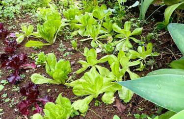 Chácara Milk & Shake - Foto 2