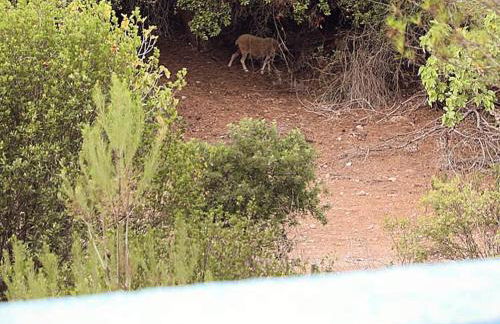 Finca Ses Eres - Foto 12