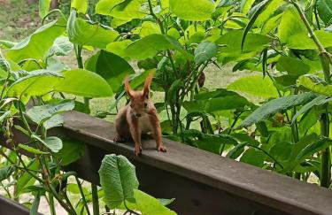 Domek Letniskowy Oktawin - Foto 4