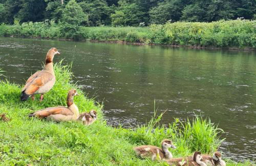 Ferienwohnung Bergischer Dreiklang - Foto 18