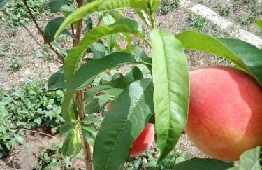 Villa Nonna Anna a Plemmirio - Foto 33