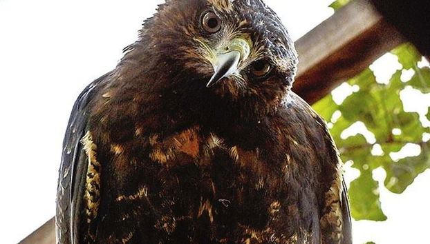 Águila en el parque Agroflori