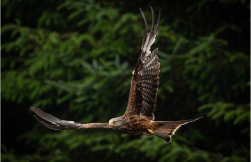 Coedmor Cottages - Foto 53