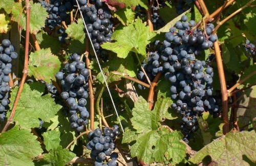 Winzerhof Spengler - Foto 6