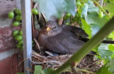 Gästewohnung Kleinstadtperle in Pritzwalk - Foto 19