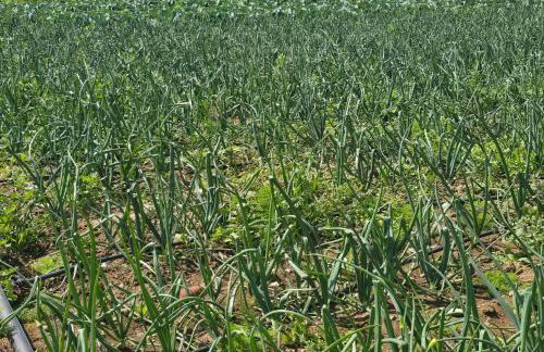 ILIOS K Village Resort - Foto 72