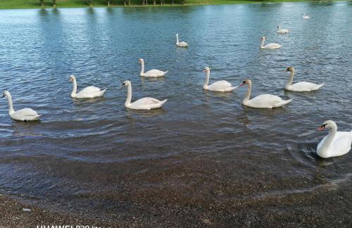 Studio apartment Meli - Foto 56