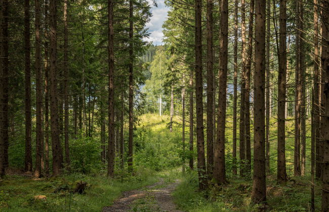 Boda Åsen Jaktstugan - Foto 24