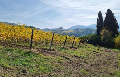 Podere Vecci - Foto 43