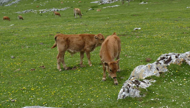 Vacche nei pressi dei laghi di Covandoga