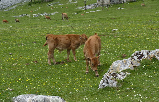 Excursion aux lacs de Covadonga en petit groupe - Photo 4