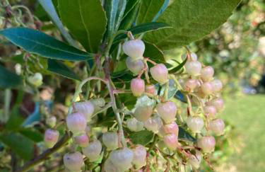 Holidayhome Villa Torre - Foto 7