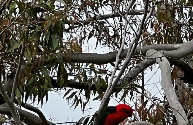 Bluegums Cabins Barrington Tops - Photo 69