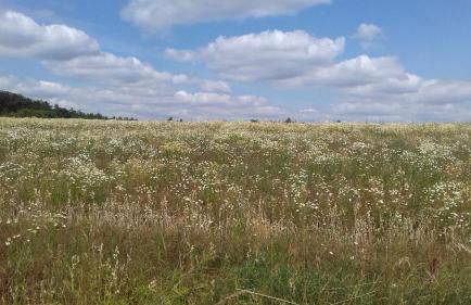 Haus Wiesengrund - Foto 11