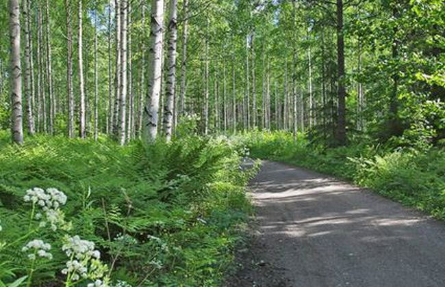 Kopinkallio 2 - Foto 21