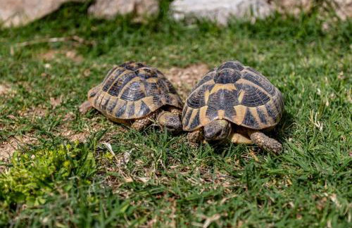 Old Stone House with private Swimming Pool - Photo 30