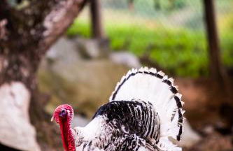 Hotel Fazenda Horizonte Belo - Foto 22