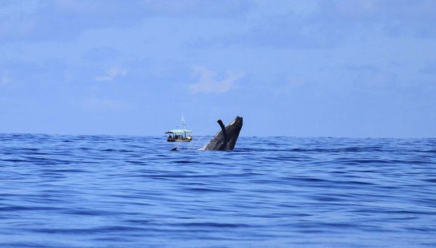 Excursion à la rencontre des baleines à bosse