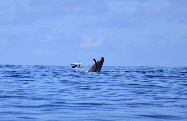 Avistamiento de ballenas en la isla de Boipeba - Foto 2