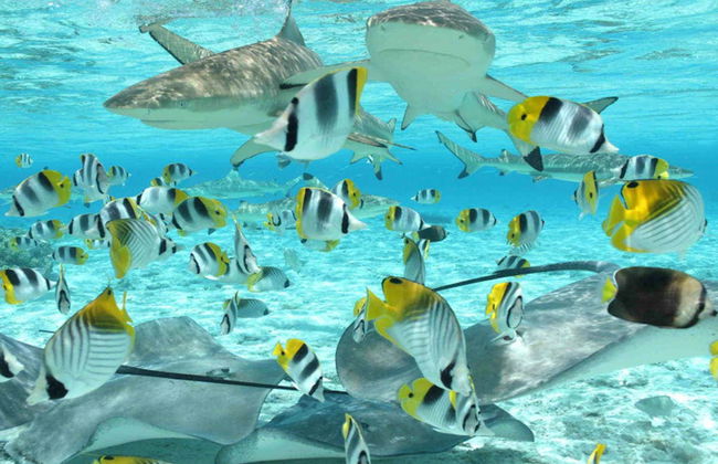 Moto d'acqua + Snorkeling con squali e razze - Foto 5