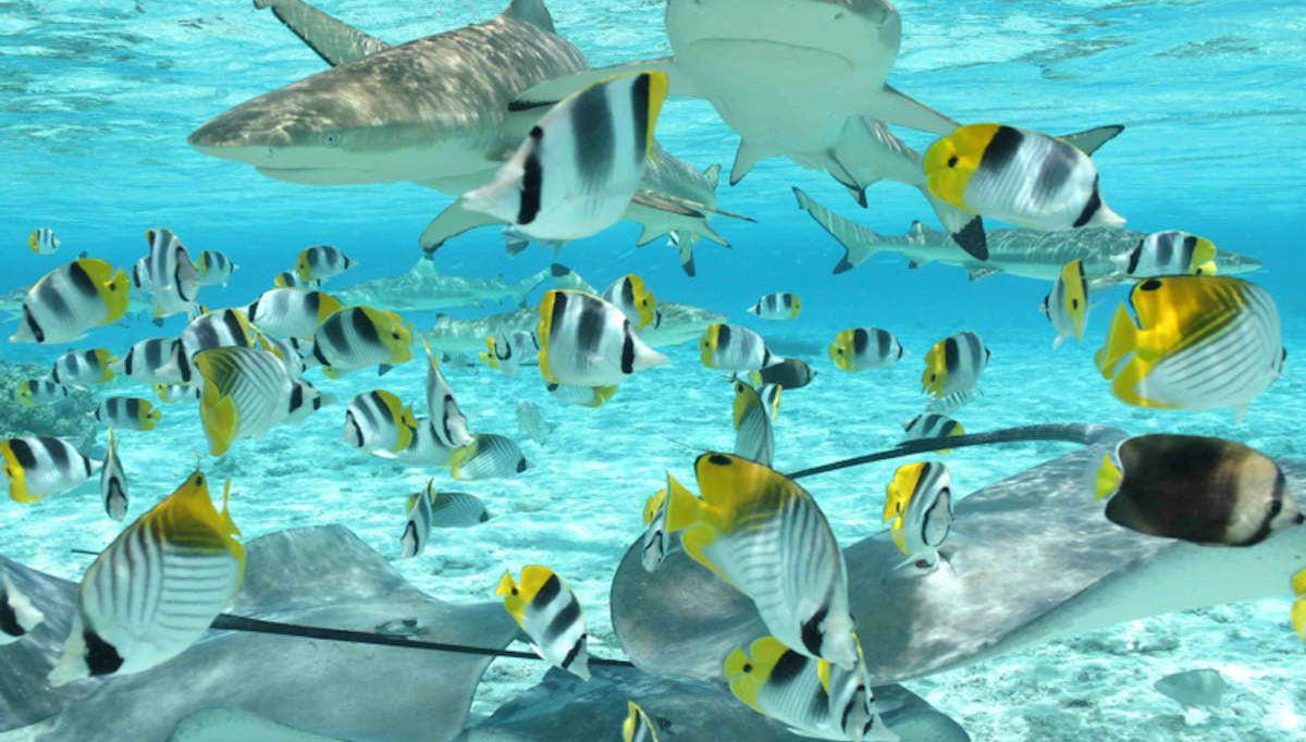 Marine life around Bora Bora