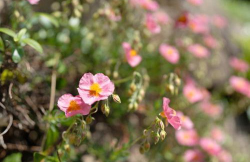 Fewo Kohler - Foto 17