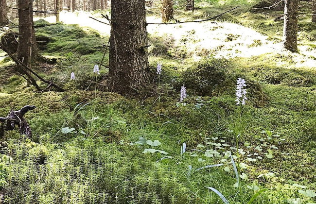 4 Person Holiday Home in Molkom-by Traum - Foto 21