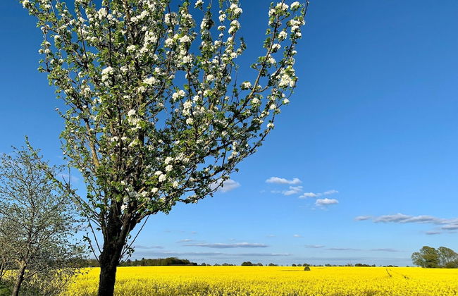 Holiday Home Seerose With Sauna on Lake Dummer, Dummer - Foto 39