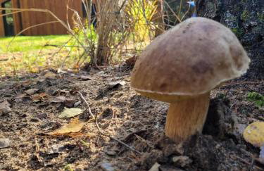 Brzozowa Ostoja - Foto 6