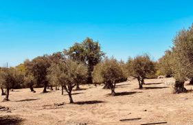 Monte do Pópulo - Foto 43