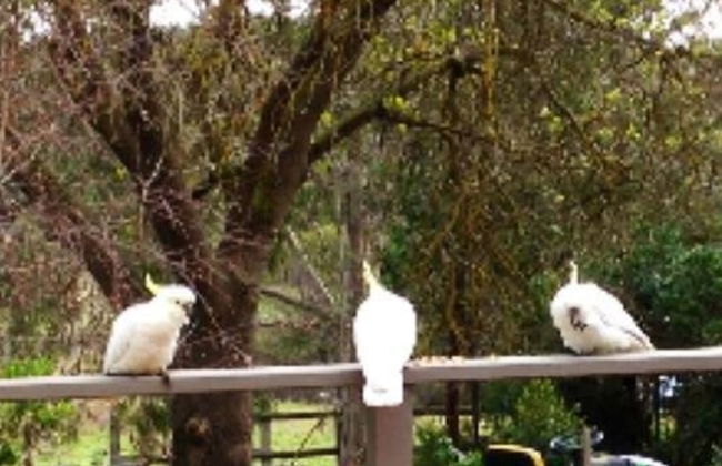 Australian Home Away at Wonga Park Brushy Creek - Foto 17