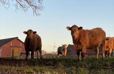 Kuhle Auszeit - Fass Sonnenblume - Foto 12