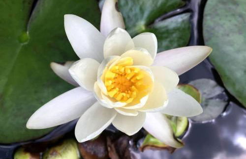 Authentic Mongolian Yurt for a Serene Healing Retreat in Saratoga Springs, New York - Foto 20