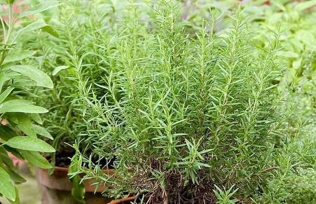 Nenè - Accommodation Il Vicolo - Foto 24