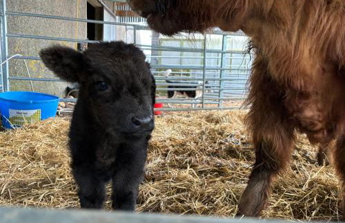 POSTBOX CROFT With A Sea View - Foto 35