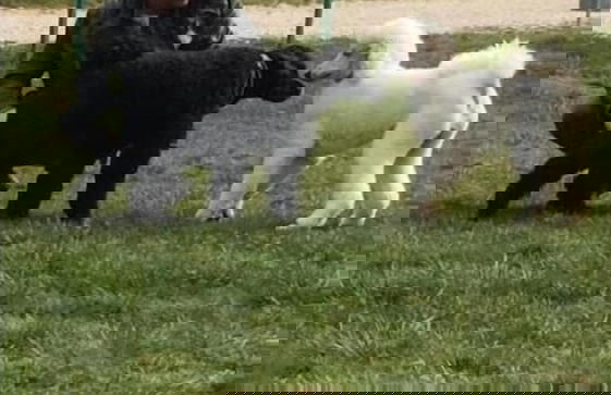 Apartment Red House - Foto 34