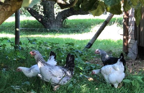 The Hen House - Foto 16