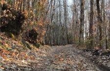 Profumo di Bosco - Photo 29